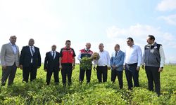 Osmaniye Valisi Serdengeçti Fıstık Hasadına Katıldı