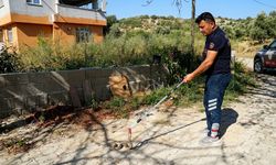 Samandağ’da Yerleşim Yerine Giren Yılan Kurtarıldı