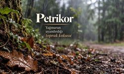 Polatlı'da Yağmur Sonrası Gelen Kokunun Sırrı Petrikor