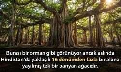 Hindistan'da Orman Sanılan Tek Ağaç Şaşırtıyor