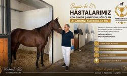 Yarış Atlarına Sağlık Kontrolü ve Taylara Cerrahi Müdahale