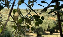Altınözü Karsu Köyü’nde Halhalı Zeytin Hasadı Başladı