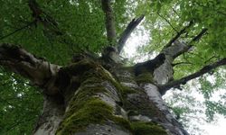 Rize’de doğanın asırlık mirası! Anıt Kayın Ağacı görenleri büyülüyor