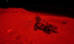 Antalya'da kırmızı LED uygulaması, caretta caretta yavrularının denize ulaşmasına yardımcı oldu