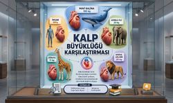Mavi Balinanın Kalbi İnsan Kalbinden Kaç Kat Ağır?