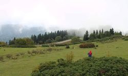 Giresun Kulakkaya Yaylası Doğasıyla  Büyülüyor