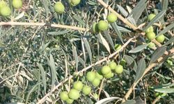 Hatay Belen Sarımazı’da Zeytin Hasadı Başladı