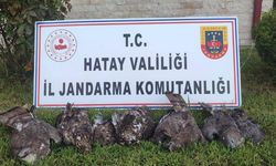 Hatay'da arı şahini avlayan kişiye 1 milyon 330 bin lira ceza uygulandı