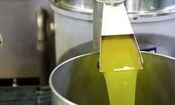Hatay’da Zeytin Hasadı Bereket Duasıyla Başladı