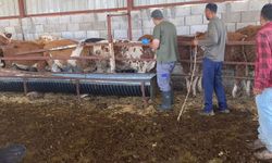 Hatay Tarım Ve Orman Müdürlüğü Ekipleri Şap Aşılaması İçin Sahada