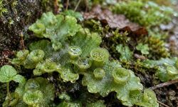 Yağmur Damlalarıyla Çoğalan Bitki: Marchantia Polymorpha