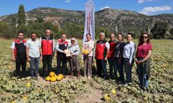Muğla Menteşe Karabağlar Yaylası'nda Kavun Hasadı