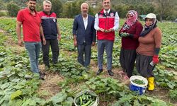 Osmaniye Hasanbeyli’de Salatalık Hasadına Kaymakam Katıldı