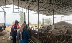 Osmaniye Kadirli’de Şap Aşısı Çalışması Sürüyor