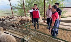 Osmaniye Hasanbeyli’de Küçükbaş Hayvancılığa Destek: 100 Hayvan Ve Yem Desteği