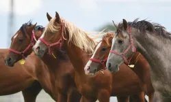 TİGEM 17 Safkan Arap Tayını Satışa Çıkarıyor! İşte İhale Tarihi