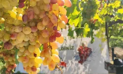 Siirt’te Tayfi Üzümü Hasadı Başladı
