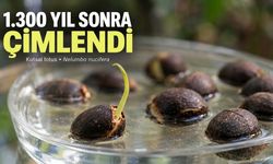 1.288 Yıllık Lotus Tohumu Yeniden Filizlendi