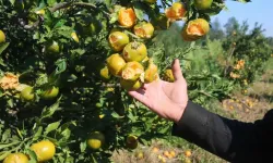 Arsuz’da Dolu 25 Dönümlük Mandalina Bahçesini Vurdu