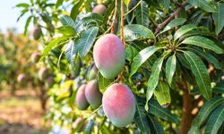 Antalya'da Mango Sürprizi Soğuğa Rağmen Meyve Veriyor