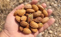 Saimbeyli’de Taze Badem Hasadı Başladı