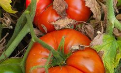 Adana Saimbeyli’de Yayla Domatesinde Son Hasat
