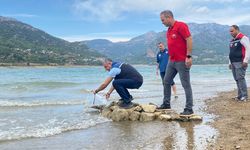 Adana'da göl ve göletlere 665 bin sazan yavrusu bırakıldı
