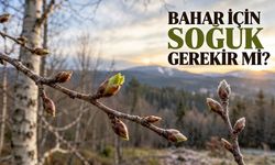 Ağaçlar Neden Sıcak Kışlarda Daha Geç Yapraklanabilir?