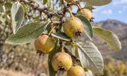 Ahlat İle Normal Armut Arasındaki Fark Nedir? İşte Bilinmeyen Özellikleri
