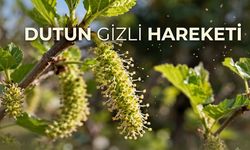 Ak Dutun Çiçeklerinde Ses Hızını Aşan Polenler