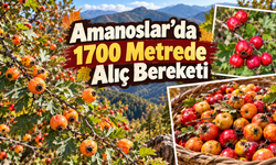 Amanoslar’da 1700 Metrede Alıç Bereketi