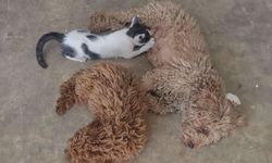 Antalya'da bir köpek annesinin terk ettiği yavru kediyi emziriyor