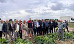 Antalya'da dolu tarım alanlarına zarar verdi