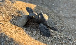 Antalya'daki dört sahilden bu yıl yaklaşık 200 bin caretta caretta yavrusu denize ulaştı