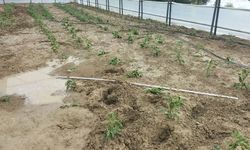 Antalya'nın Manavgat ilçesinde hortum nedeniyle 4 sera hasar gördü
