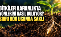 Bitkiler Karanlıkta Yönlerini Nasıl Buluyor? Sırrı Kök Ucunda Saklı