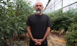Coğrafi işaretli 'Alanya avokadosu'nda ihracat dönemi başladı
