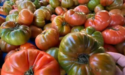 Adanalı Üreticiden Ata Tohumuna Destek