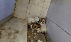 Hatay’da Mahsur Kalan Patili Dostlar Kurtarıldı