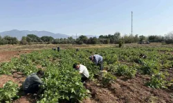 Düziçi'nde İlk Kez Fasulye Ektiler: Dönüm Başına 200 Kilograma Kadar Ürün Aldılar