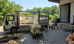 Hatay Altınözü Akdarı’nda Beyaz Kabak Hasadı Başladı