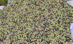 Hatay Kumlu'da Zeytin Hasadı Başladı