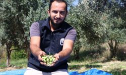 Hatay’da Zeytin Üreticilerine 820 Hasat Seti Desteği