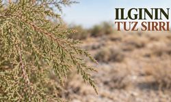Ilgın Ağacı Tuzlu Topraklarda Nasıl Hayatta Kalıyor?
