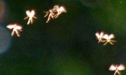 İngiltere’de Peri Tartışması Yaratan Gizemli Fotoğraflar