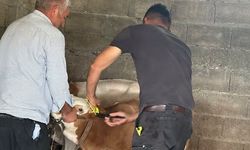 Kadirli’de Büyükbaş Hayvanlara Aşılama Seferberliği