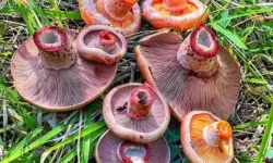 Kanlıca Mantarının Faydaları Neler? İşte İçerdiği Vitaminler