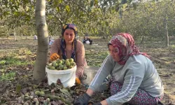 Osmaniye’de Ceviz Hasadı Başladı: Rekolte Düştü