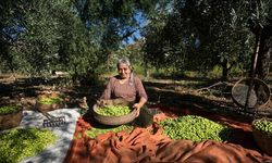 Mardin Derik Zeytini Tescilli Çeşitleriyle Öne Çıkıyor