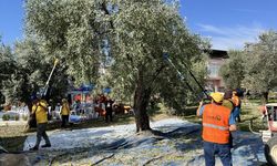 Mersin'de zeytinler lösemi tedavisi gören çocuklar için hasat edildi